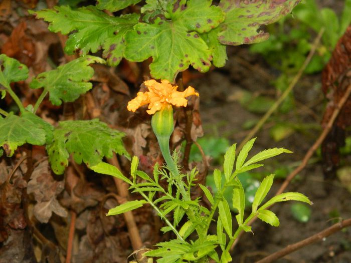 DSCN7979 - NOIEMBRIE 2013