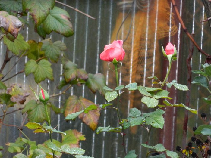 DSCN7982 - NOIEMBRIE 2013