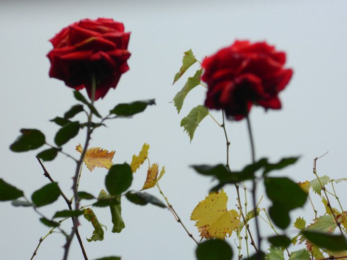 DSCN7984 - NOIEMBRIE 2013