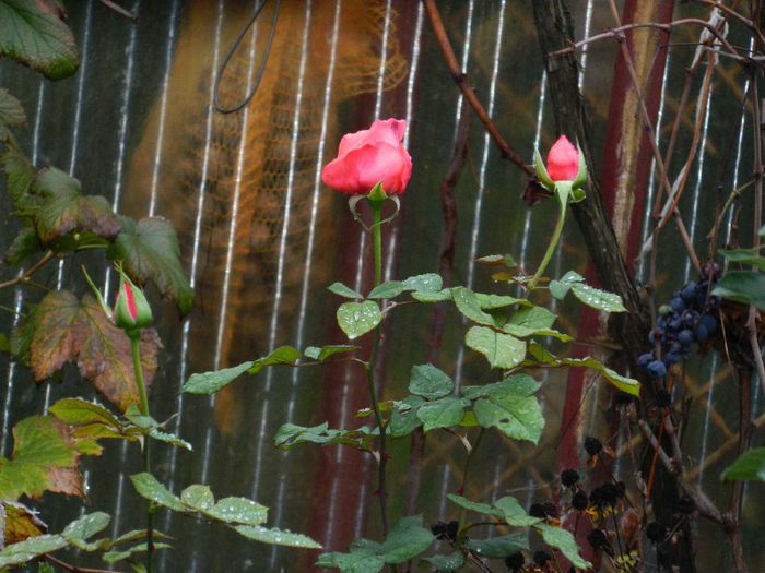 DSCN7997 - NOIEMBRIE 2013