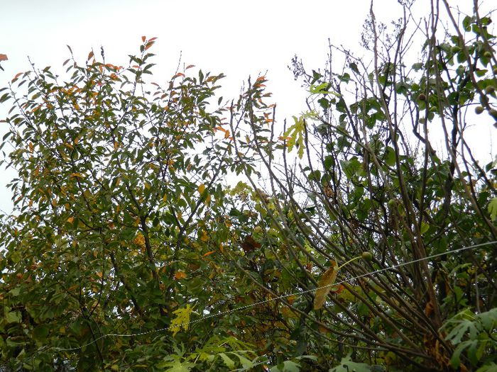 DSCN8000 - NOIEMBRIE 2013