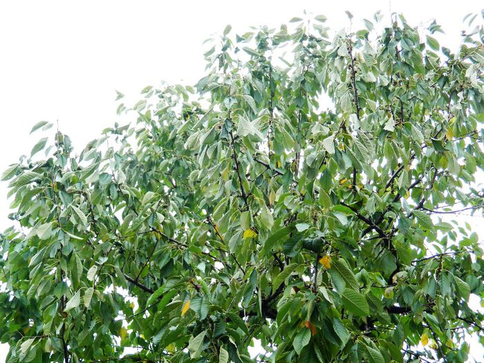 DSCN8001 - NOIEMBRIE 2013