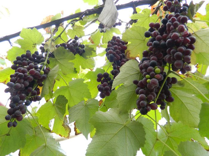 DSCN8010 - NOIEMBRIE 2013