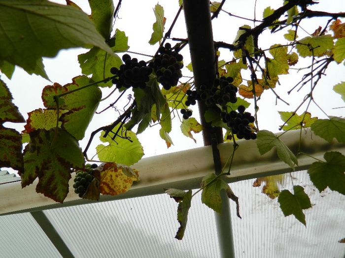 DSCN8011 - NOIEMBRIE 2013