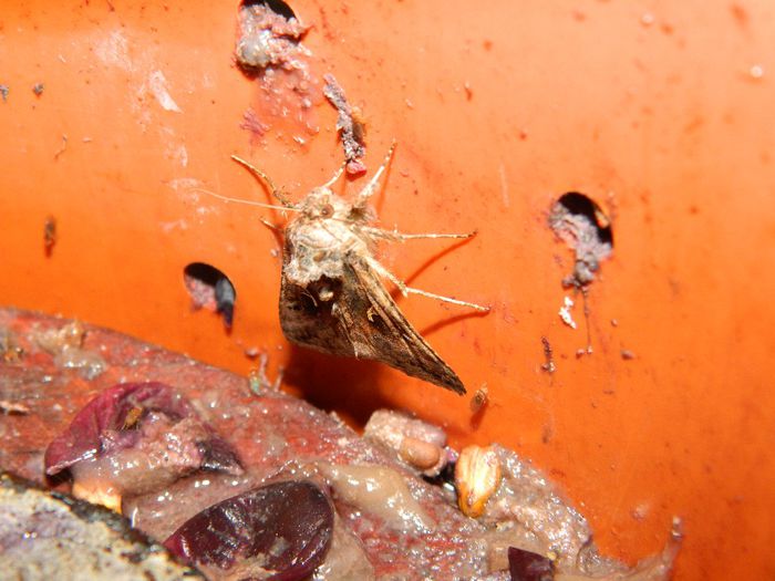 DSCN8015 - NOIEMBRIE 2013