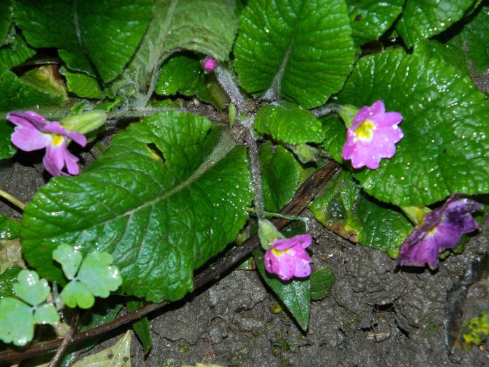 DSCN8021 - NOIEMBRIE 2013