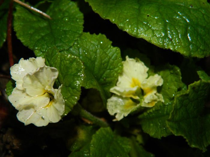 DSCN8024 - NOIEMBRIE 2013