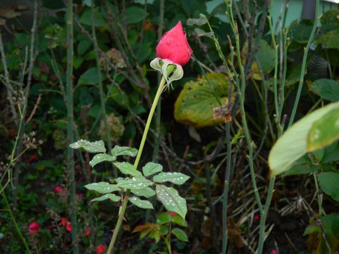 DSCN8030 - NOIEMBRIE 2013