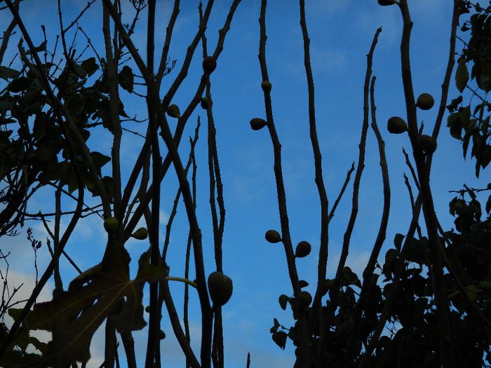 DSCN8032 - NOIEMBRIE 2013