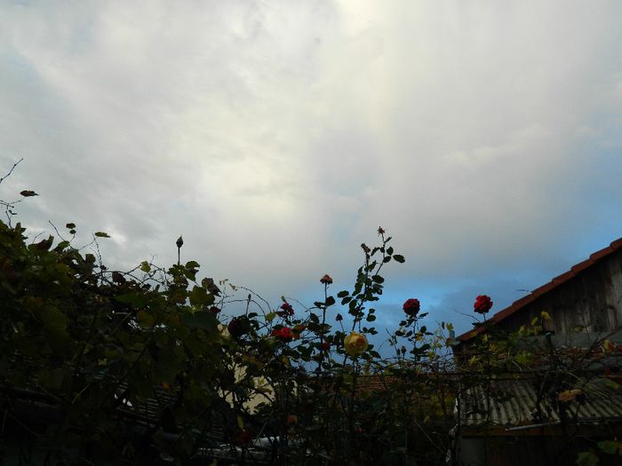 DSCN8038 - NOIEMBRIE 2013