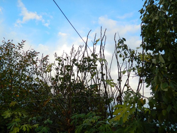 DSCN8039 - NOIEMBRIE 2013