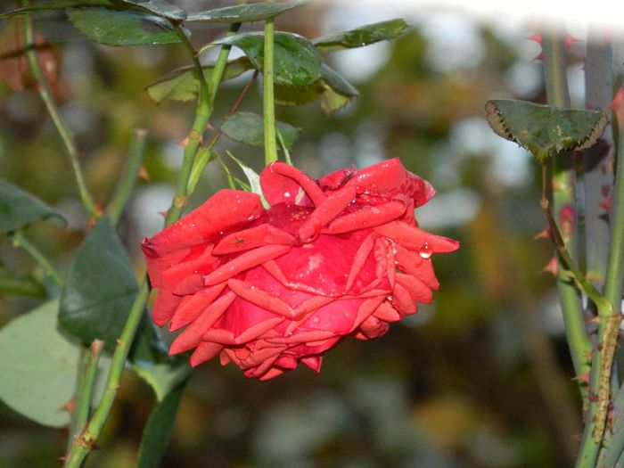 DSCN8045 - NOIEMBRIE 2013