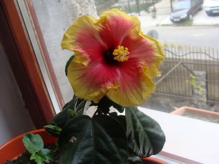 Prima floare 12.11.2013 - OBERON
