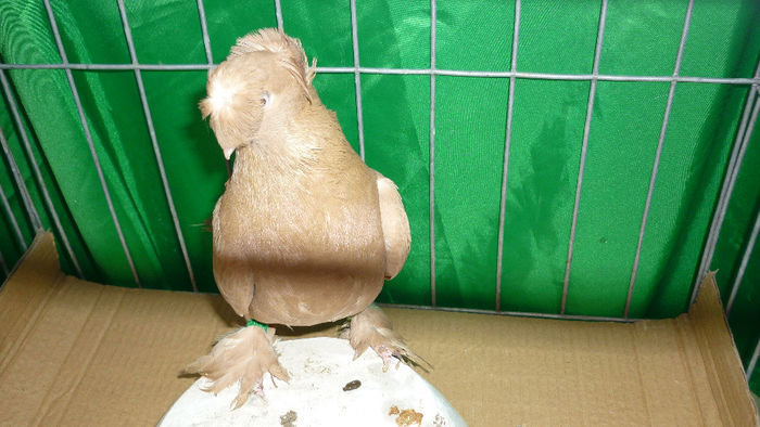 P1090677 - Jucatori de Botosani poze