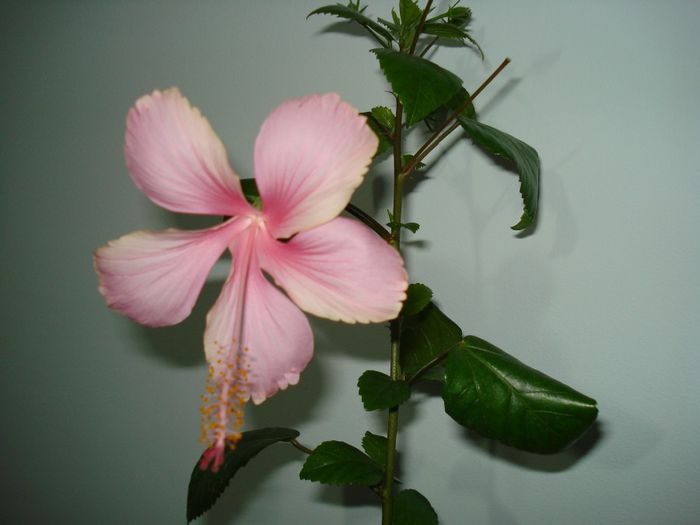 DSC05923 - FLORI 2013