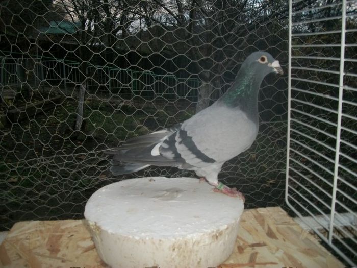 327641-05-TATAL NASDAQ MAURICE CASSERT LOC 1 NAT LA 700 KM SOUILLAC DIN 7154p IAR MAMA 2011307-BELG-; NASDAQ+GUST CRISTIANS
