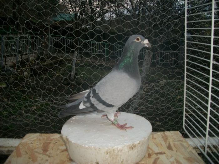 327641-05-TATAL NASDAQ MAURICE CASSERT LOC 1 NAT LA 700 KM SOUILLAC DIN 7154p IAR MAMA 2011307-BELG-