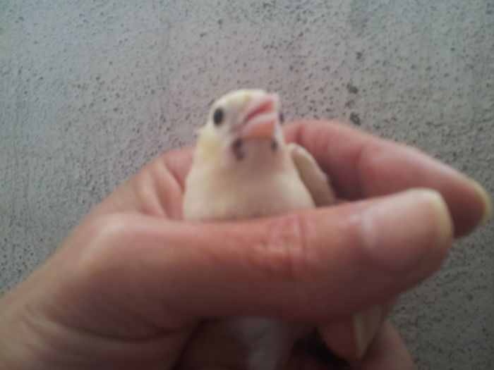 Fringilla coelebs; Fringilla coelebs
