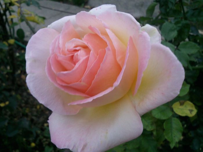 Photo2477 - Necunoscut portocaliu-caisa