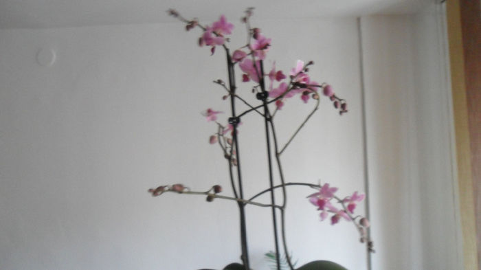 Alte orhidute primite de ziua mea. 002 - phalaenopsis
