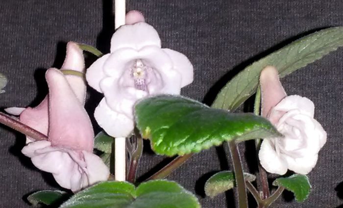  - Plante diverse
