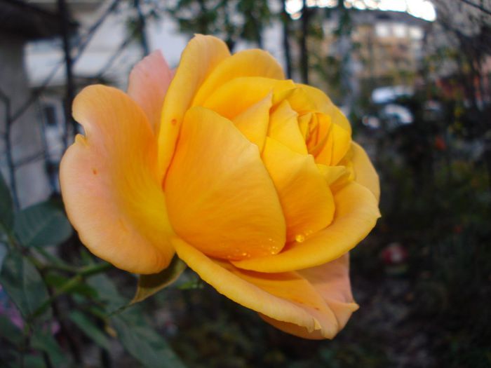 DSC03977