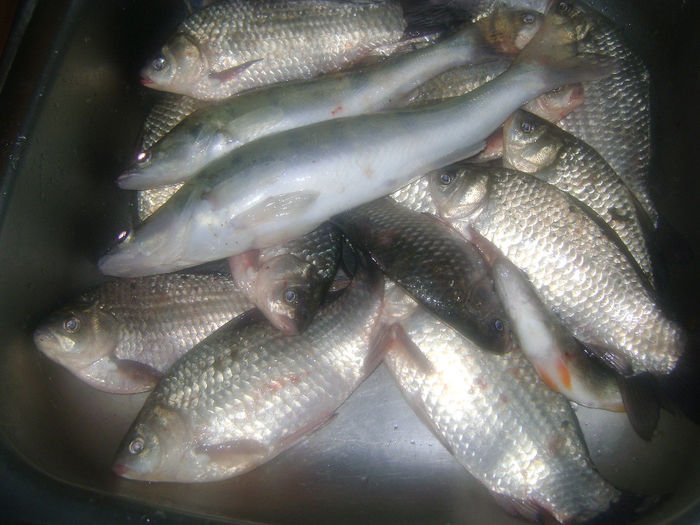 gurbanesti 11 11 2013(4 KG) - la pescuit 2013