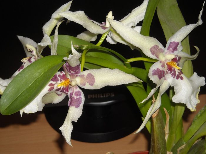 Cu un miros divin...