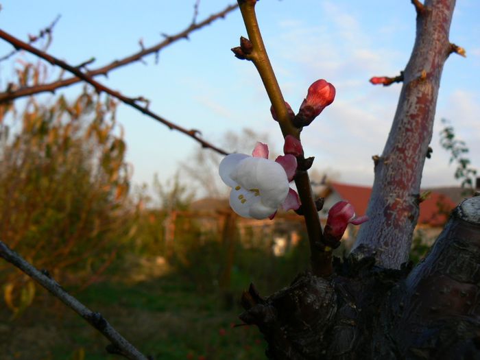 flori de cais in noiembrie