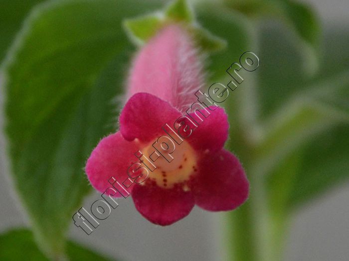 Kohleria Yf s Criss