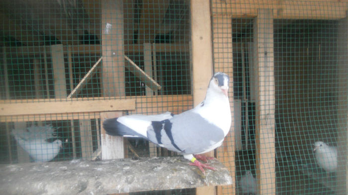 mascul 1 - Porumbei galateni nu mai detin