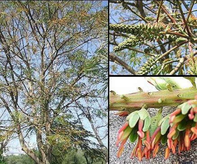 Acrocarpus fraxinifolius