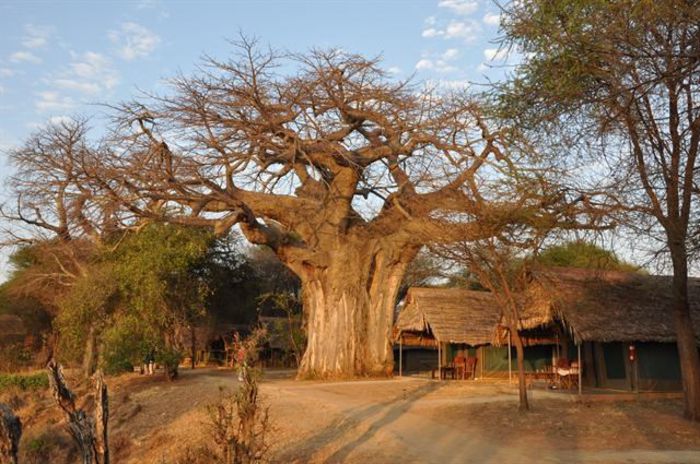 Adansonia digitata