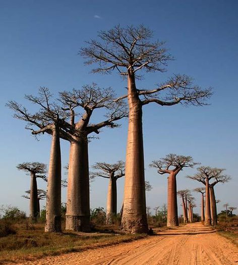 Adansonia madagascariensis
