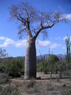 Adansonia za