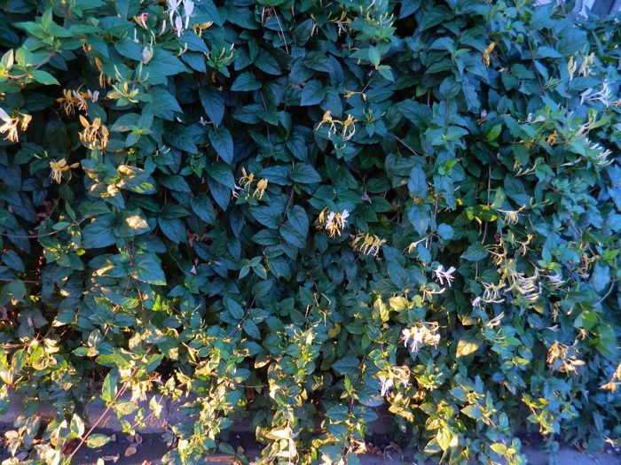 DSCN7569 - LONICERA