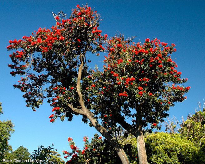 Alloxylon flammeum - a-alte seminte rare