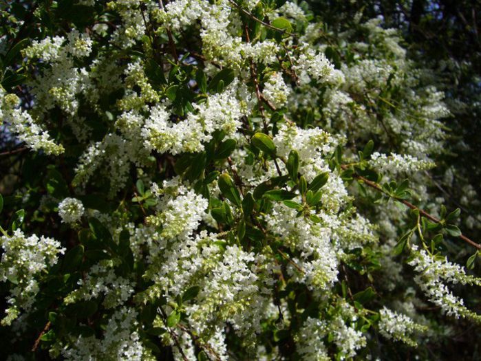 Aloysia gratissima - a-alte seminte rare