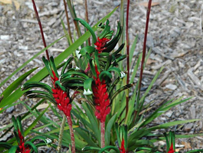 Anigozanthos manglesii