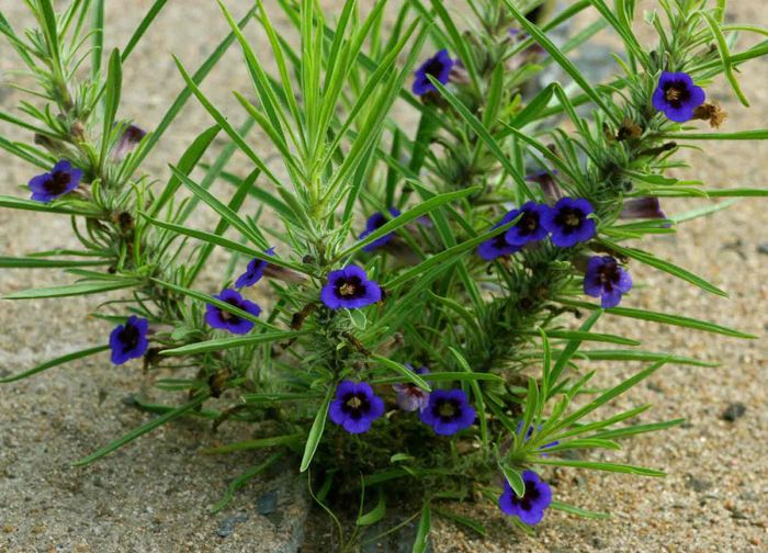 Aptosimum lineare1 - a-alte seminte rare