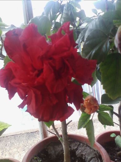 pe ultima suta ne mai incata privirea - hibiscusi 2013