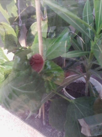 hibilicu mult asteptat sa ii vada adevarata fata..