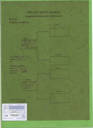 Columbodrom-Kaskadoru-RO-1186250-2013-loc10-AS-pedigree - Columbodrom Kaskadoru 2013