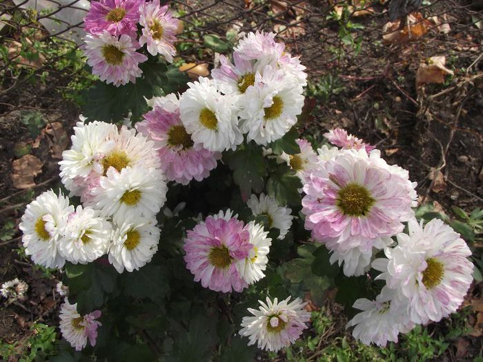 bicolor 1 - Crizanteme 2013