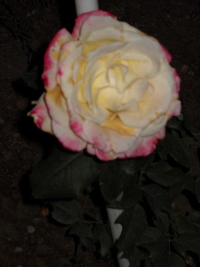 Double delight 12 .11.013