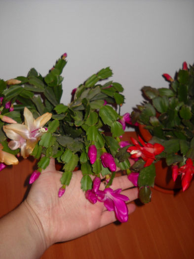 Schumbi grup - Schlumbergera-2010-2013