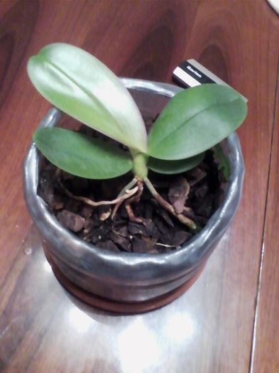 orhidee - 15 lei (mov vezi cum infloreste la album orhidee)