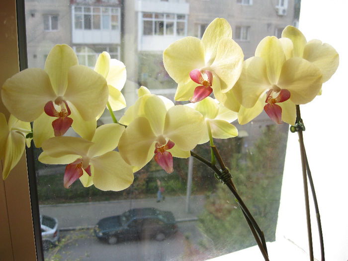 IMG_3249 - orhidee 2012-2013