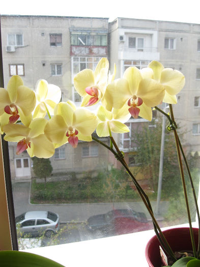 IMG_3250 - orhidee 2012-2013