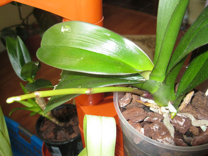 IMG_3269; alba cu limb mov(multumesc orquidea)
